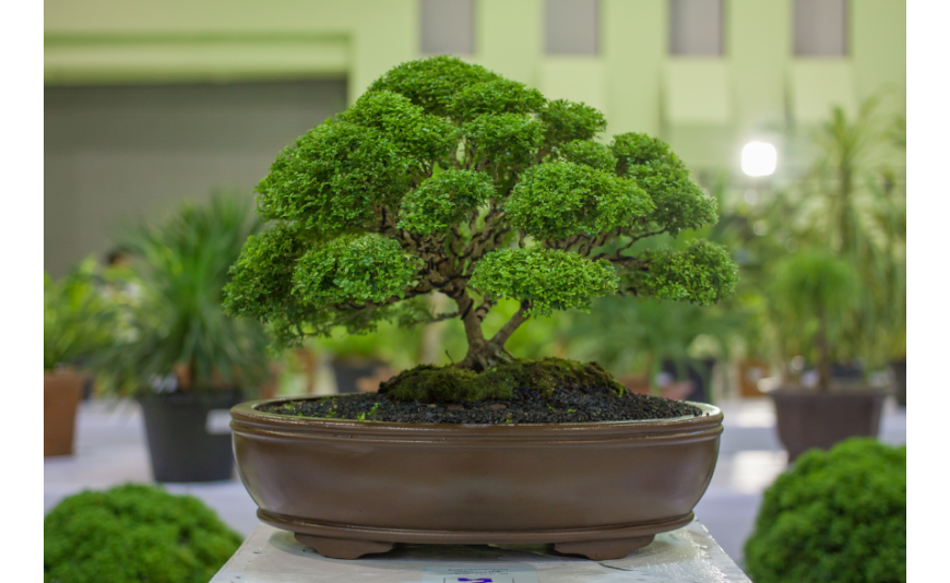 Guía para escoger la Maceta para Bonsái correcta 
